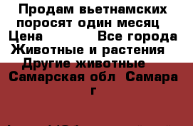 Продам вьетнамских поросят,один месяц › Цена ­ 3 000 - Все города Животные и растения » Другие животные   . Самарская обл.,Самара г.